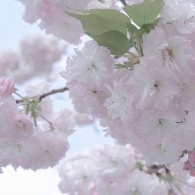 望花福瑞交流群